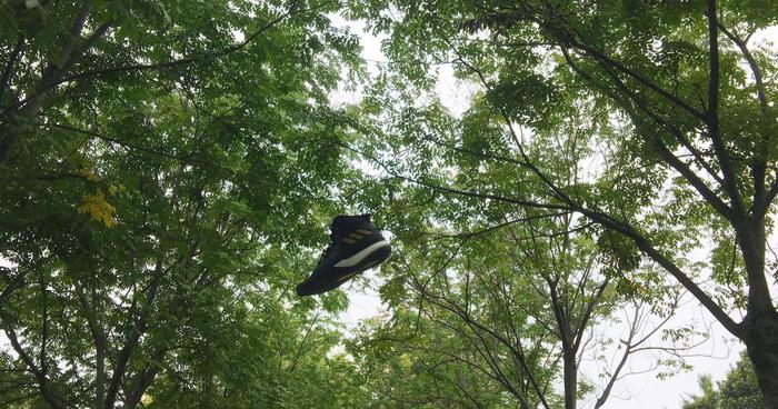 克城玫瑰最终结果,rose限量版开箱