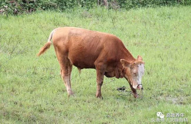 牛农药中毒用什么药解,牛农药中毒怎么解