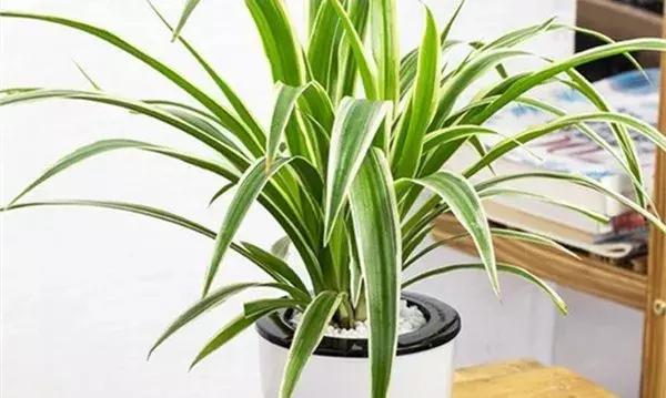 绿萝叶片不翠绿,绿萝长得很茂密