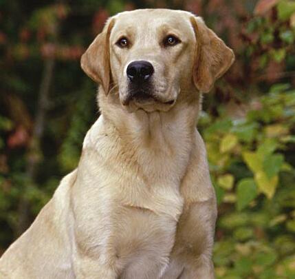 拉布拉多幼犬怎么饲养,拉布拉多幼犬怎么养需要准备什么