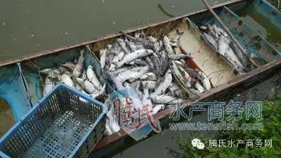 齐同俊医生年度总结,渔医齐同俊简介