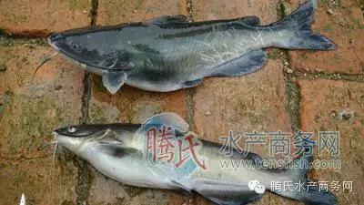 齐同俊医生年度总结,渔医齐同俊简介