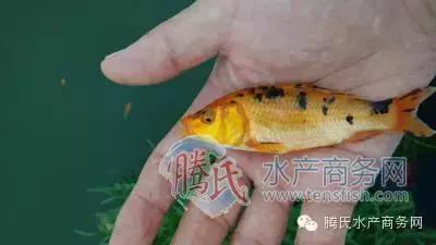 齐同俊医生年度总结,渔医齐同俊简介