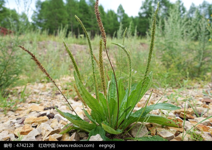 车前子的叶子的作用,车前草是一种难得的中草药