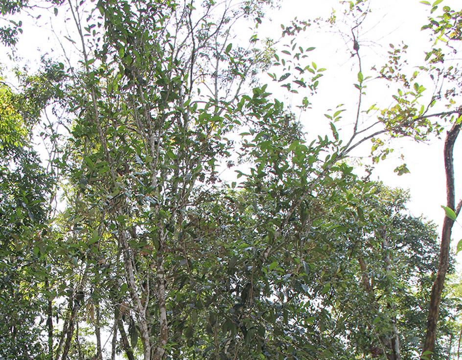 普洱七大茶山简介资料大全及图片,茶山介绍之新六大普洱茶山