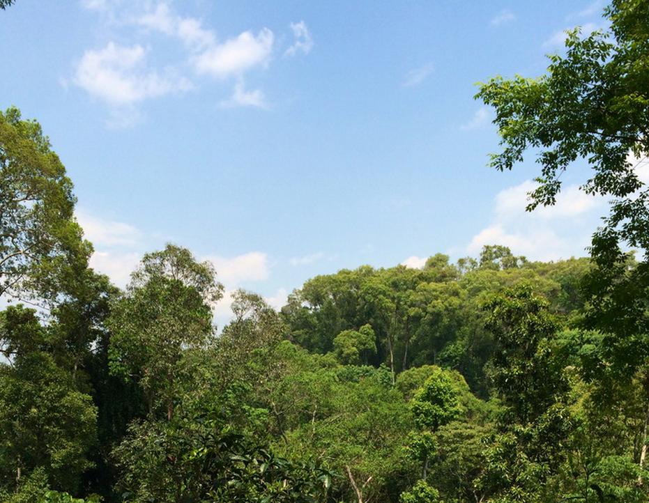 普洱七大茶山简介资料大全及图片,茶山介绍之新六大普洱茶山