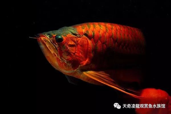 如何提高龙鱼发色,nec3000k能利于龙鱼发色吗