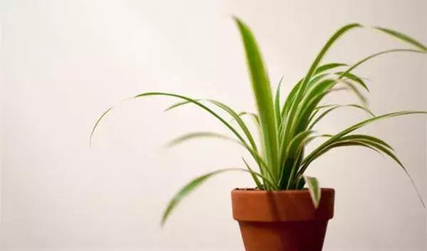 绿萝叶片不翠绿,绿萝长得很茂密