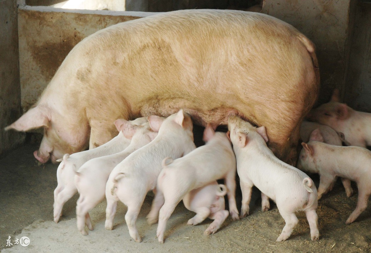 什么猪最好养又长出肉,什么样的猪好养