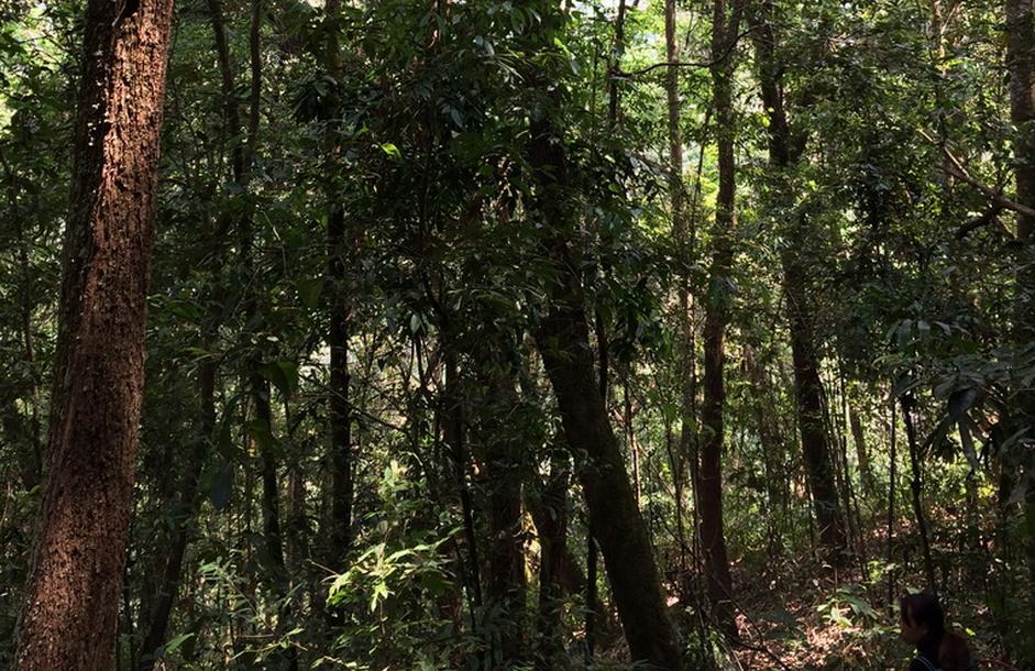 普洱七大茶山简介资料大全及图片,茶山介绍之新六大普洱茶山