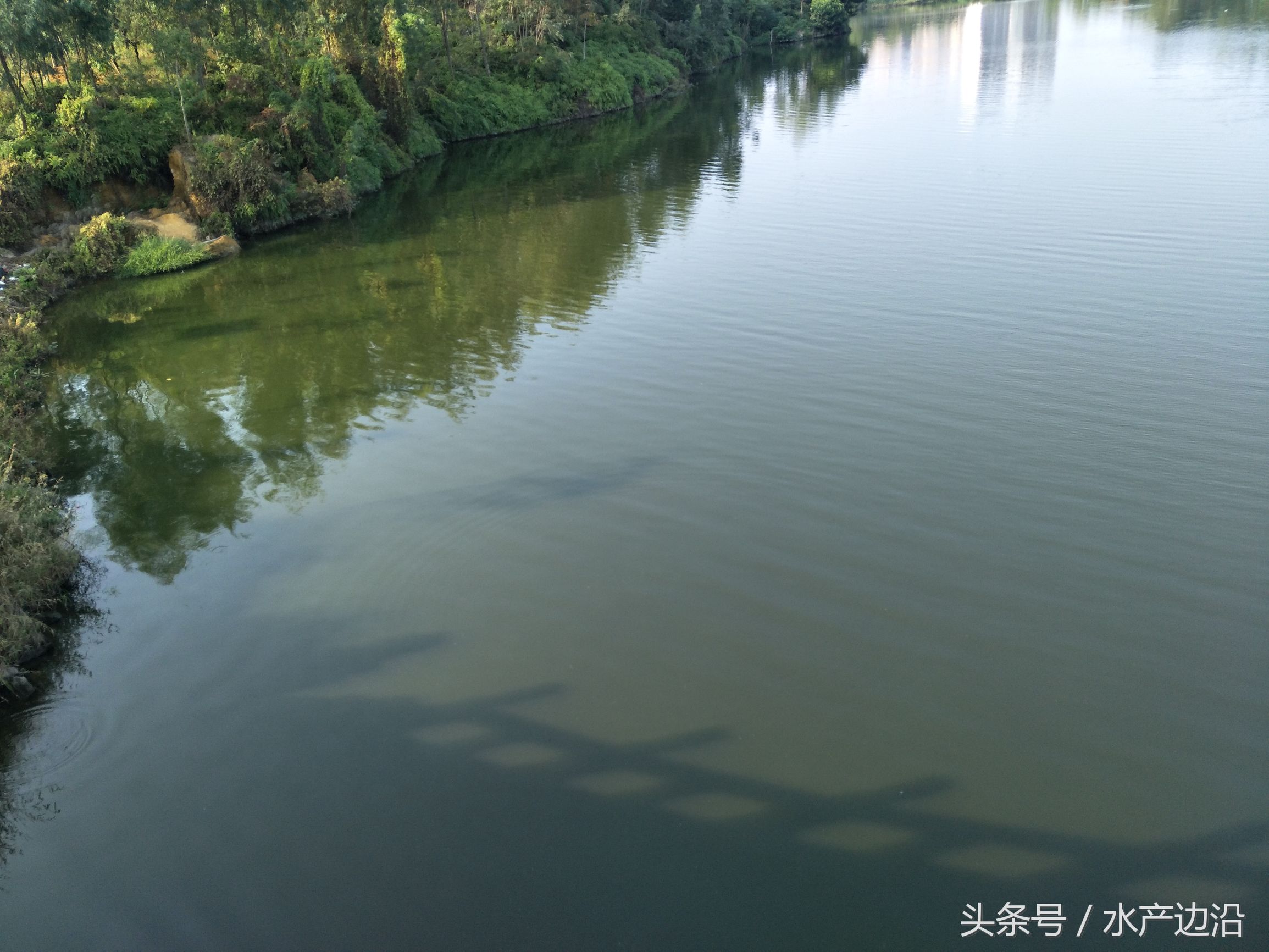 水产养殖是什么原因造成倒藻,水产养殖死藻多如何处理