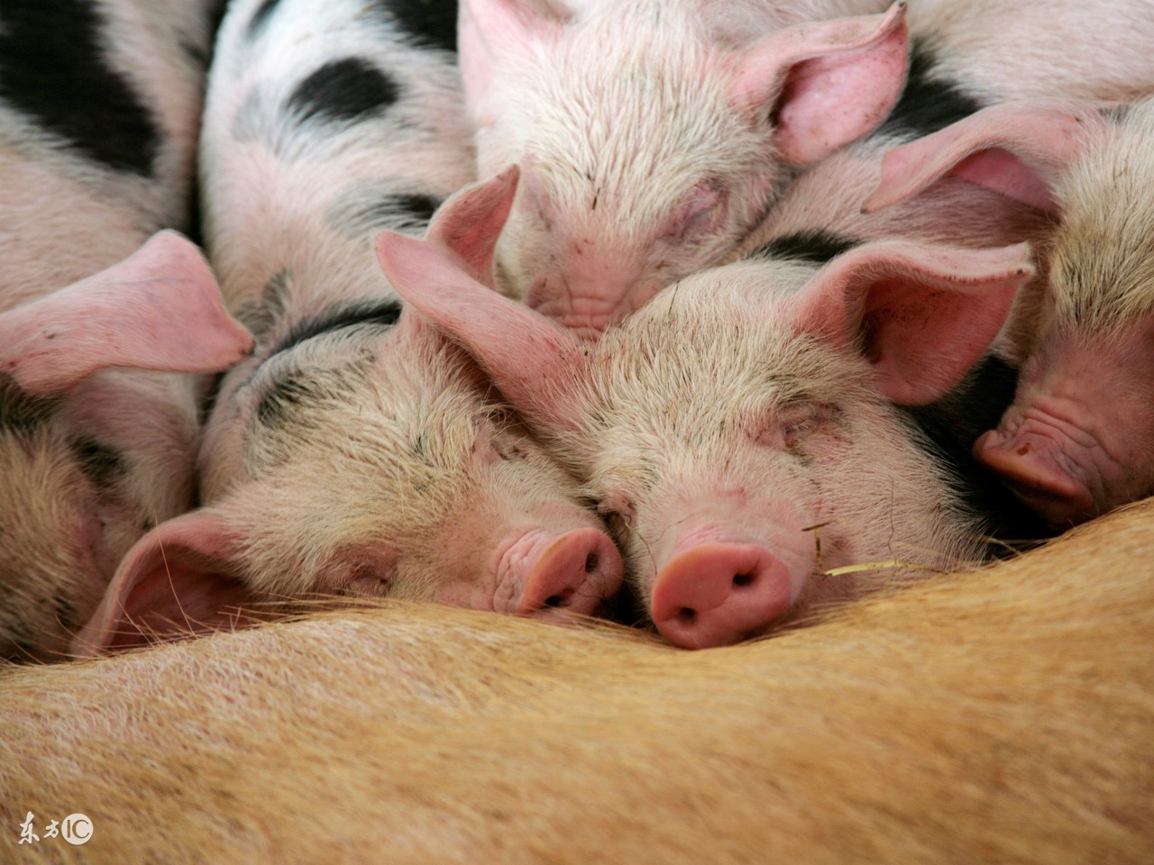 什么猪最好养又长出肉,什么样的猪好养