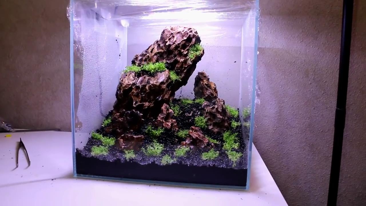 小型鱼缸草缸造景效果图,简单的草缸造景制作