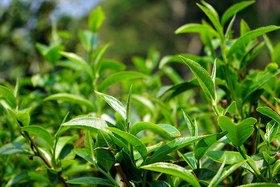普洱七大茶山简介资料大全及图片,茶山介绍之新六大普洱茶山