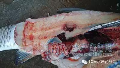 齐同俊医生年度总结,渔医齐同俊简介