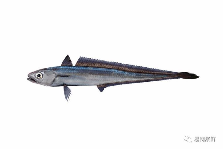 水产市场常见的鱼,中国进口水产品排行榜