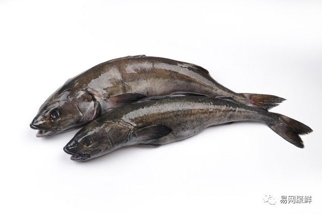 水产市场常见的鱼,中国进口水产品排行榜