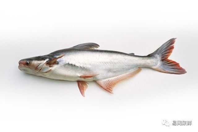 水产市场常见的鱼,中国进口水产品排行榜