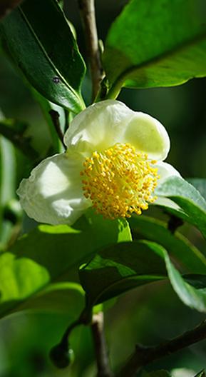 普洱七大茶山简介资料大全及图片,茶山介绍之新六大普洱茶山