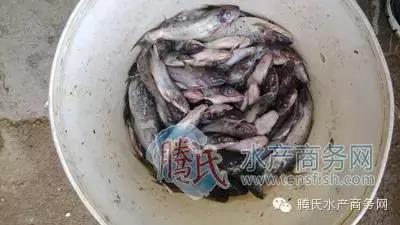 齐同俊医生年度总结,渔医齐同俊简介