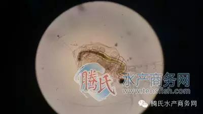 齐同俊医生年度总结,渔医齐同俊简介