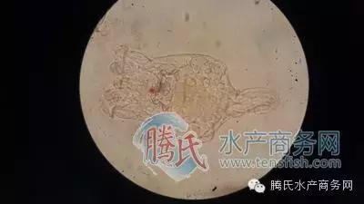 齐同俊医生年度总结,渔医齐同俊简介