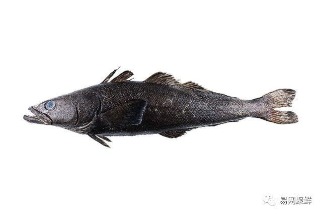 水产市场常见的鱼,中国进口水产品排行榜