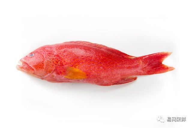 水产市场常见的鱼,中国进口水产品排行榜