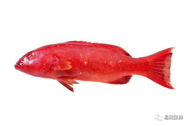 水产市场常见的鱼,中国进口水产品排行榜