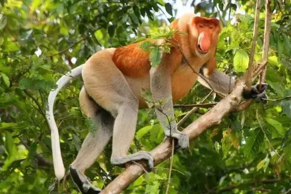 马来西亚沙巴旅游攻略,马来西亚旅游攻略住宿推荐