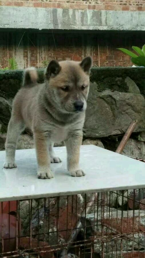 土狗，真的就比宠物狗差吗？看完这一组土狗再说