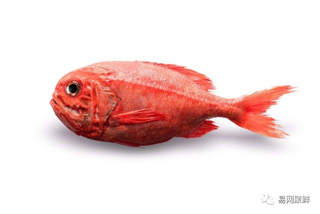 水产市场常见的鱼,中国进口水产品排行榜