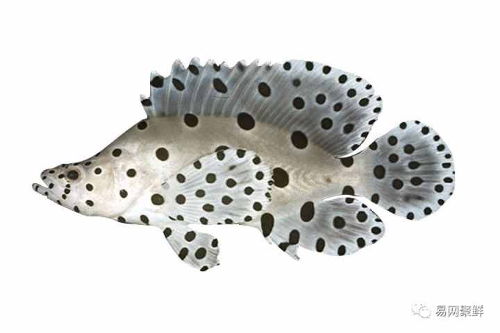 水产市场常见的鱼,中国进口水产品排行榜