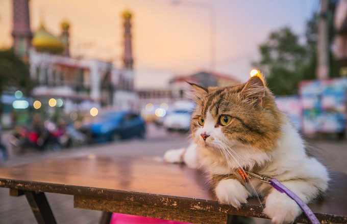 泰国甲米9天自由行 (泰国甲米半岛海上一日游)