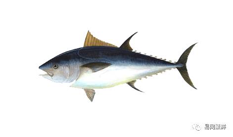 水产市场常见的鱼,中国进口水产品排行榜