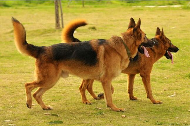 如何挑选一只血统纯正的德牧,怎么挑选好的德牧小犬