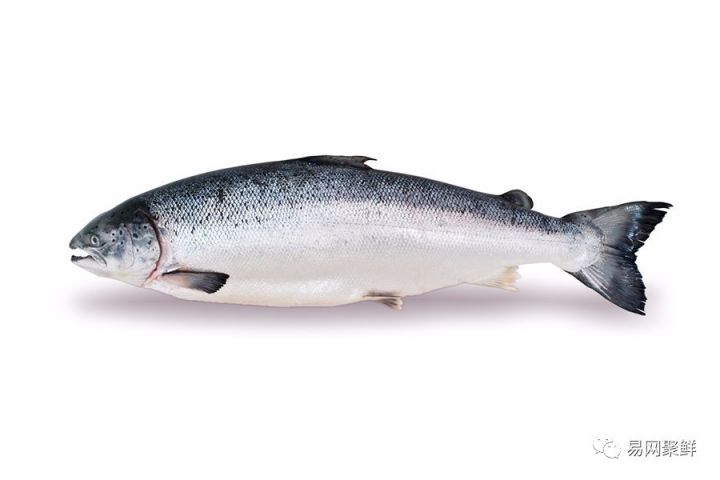 水产市场常见的鱼,中国进口水产品排行榜