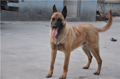 马犬皮肤病很严重怎么治疗,马犬皮肤病的治疗方法