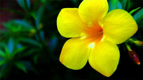 三亚的阳光与海滩,遇见阳光沙滩三亚