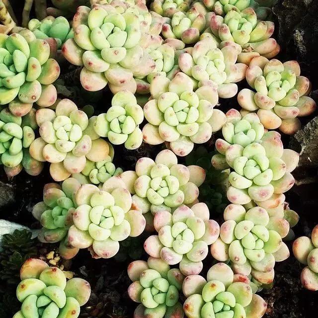 肉友推荐养的多肉植物,国外肉友养的多肉