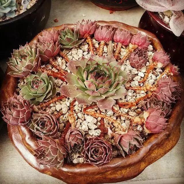 肉友推荐养的多肉植物,国外肉友养的多肉