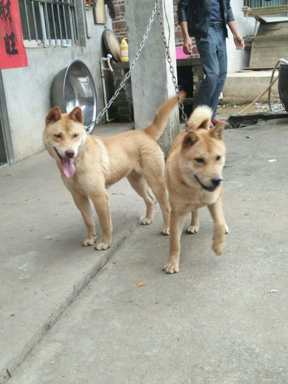 土狗，真的就比宠物狗差吗？看完这一组土狗再说