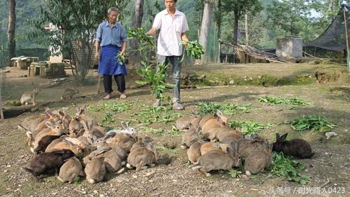 2022农村创业好点子,2017推荐农村创业致富的3个金点子