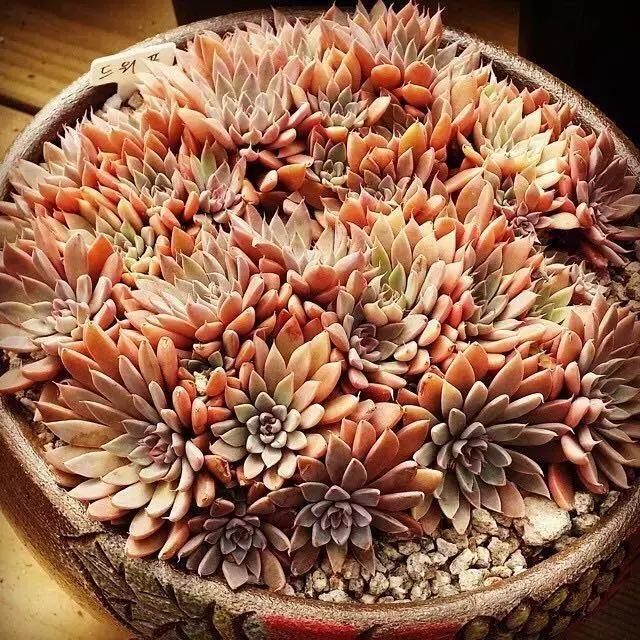 肉友推荐养的多肉植物,国外肉友养的多肉