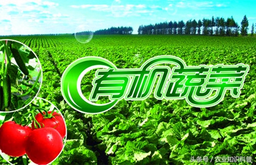 鸡毛菜怎样洗能去除农药残留,教你9种方法去除果蔬农药残留