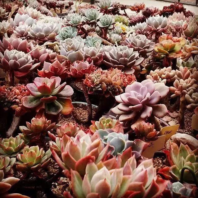 肉友推荐养的多肉植物,国外肉友养的多肉