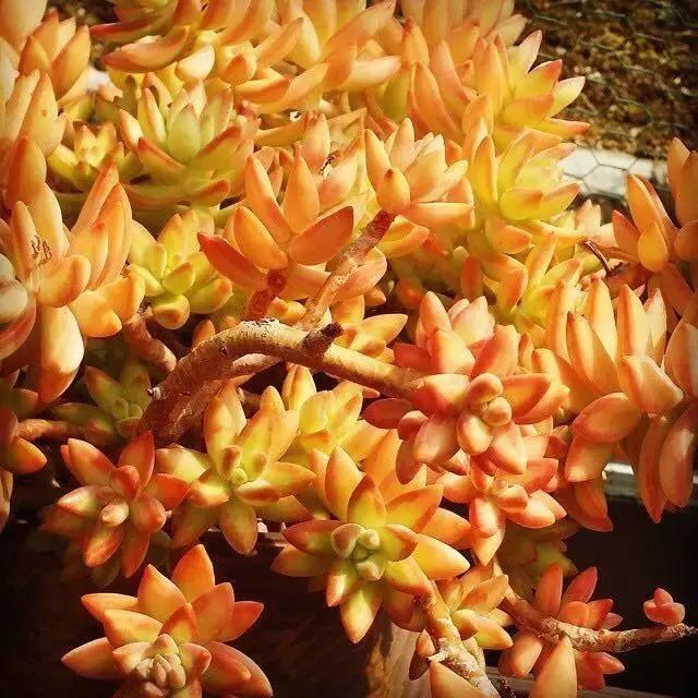 肉友推荐养的多肉植物,国外肉友养的多肉