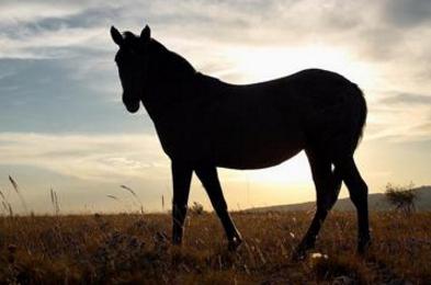 怎样找黑马股,如何寻找黑马潜力股