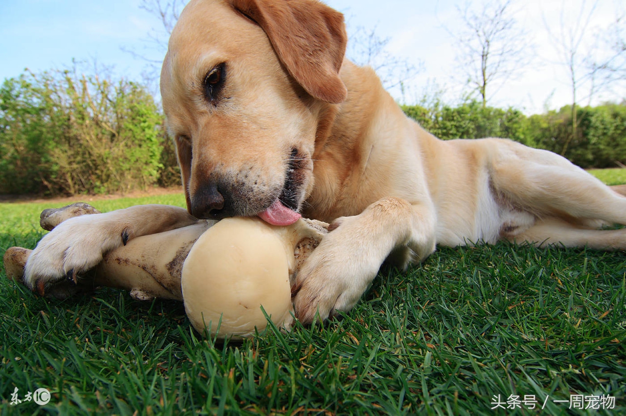拉布拉多不能吃的食物,4个月拉布拉多吃什么食物