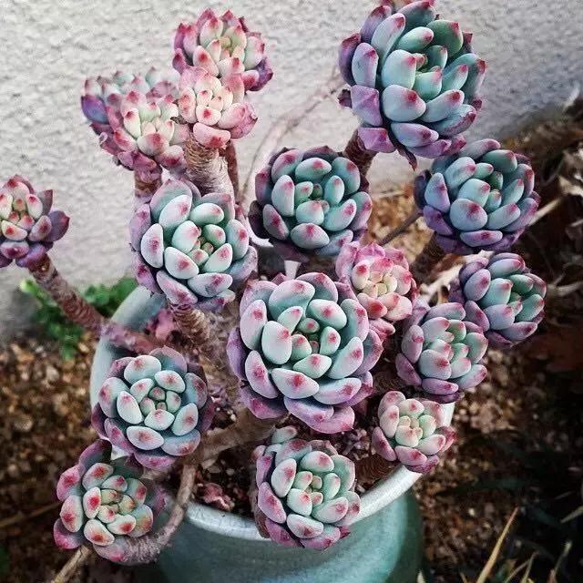 肉友推荐养的多肉植物,国外肉友养的多肉